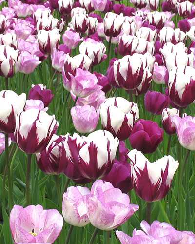 Harmony of Purples.jpg